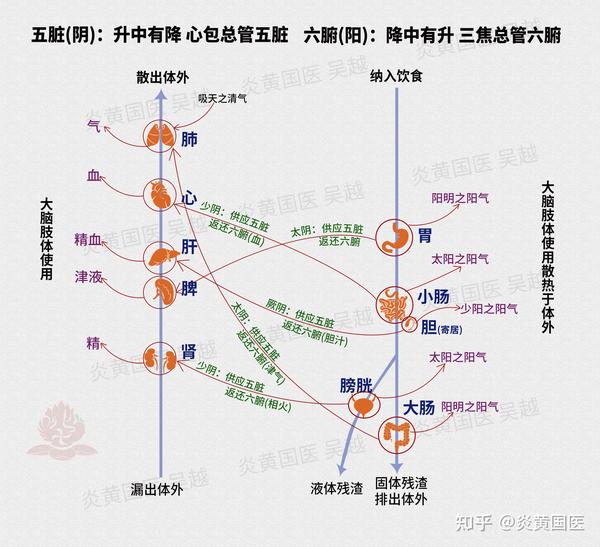 《伤寒论》“六经病欲解时”隐含的奥秘 - 知乎