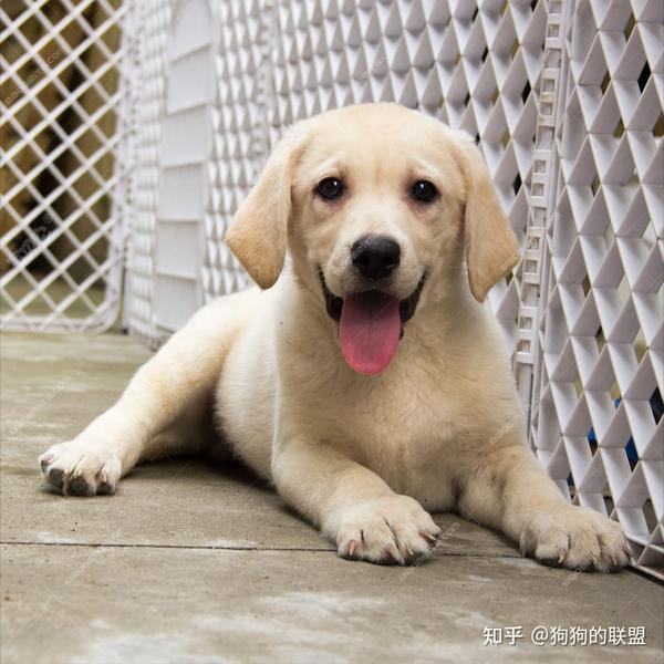 “性格倔强”的5种狗狗,就连主人都说它们脾气大 - 知乎
