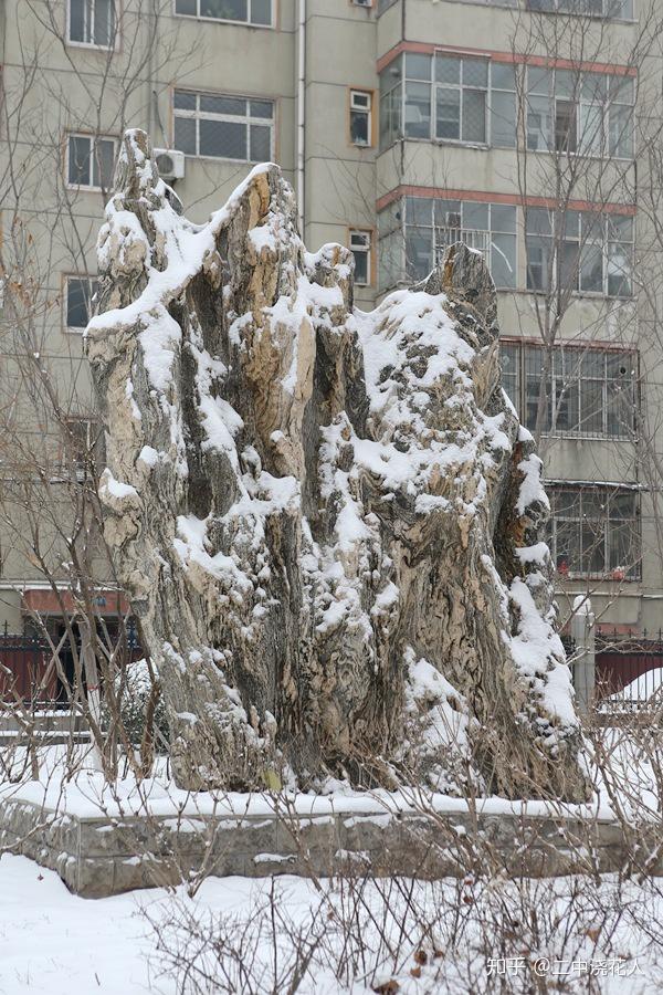 海棠柿子贴梗海棠山楂金银木枣李子西府海棠中华金叶榆,红王子锦带,贴