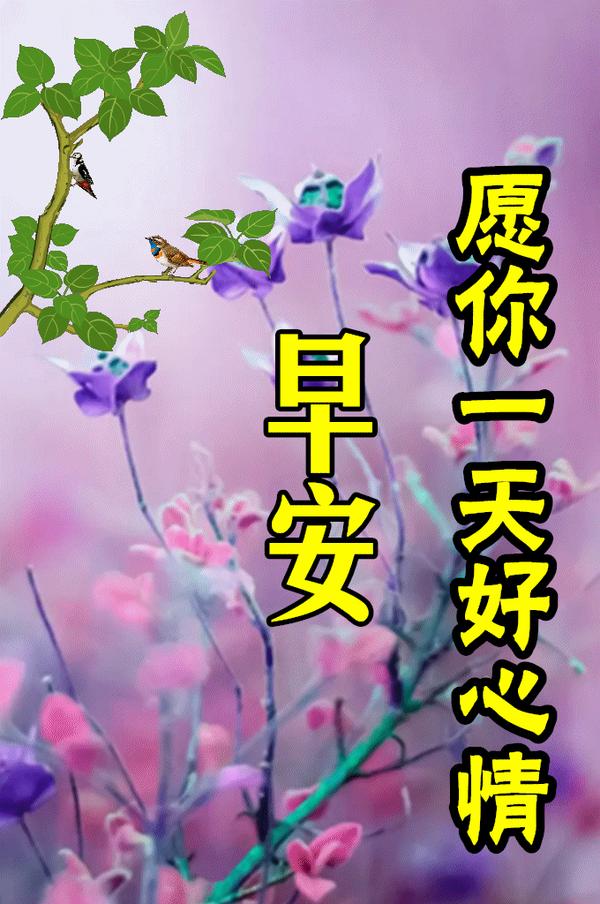 8张最新漂亮早上好图片鲜花带字带祝福语 2022最美春日早安问候祝福