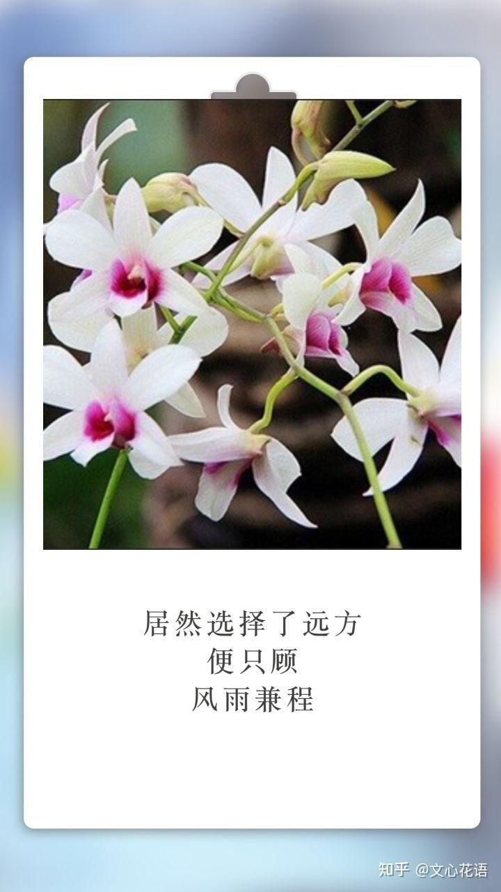 石斛兰为什么叫父亲之花