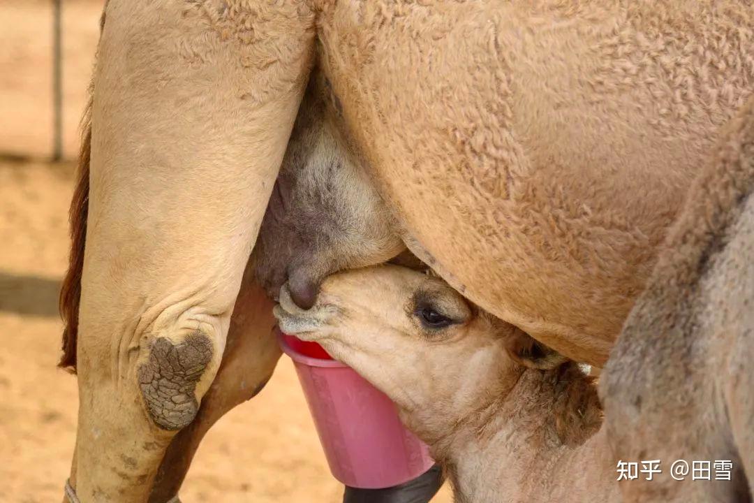 骆驼奶究竟值不值得买
