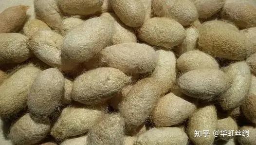 野蚕的种类，你知道哪几个？ - 知乎