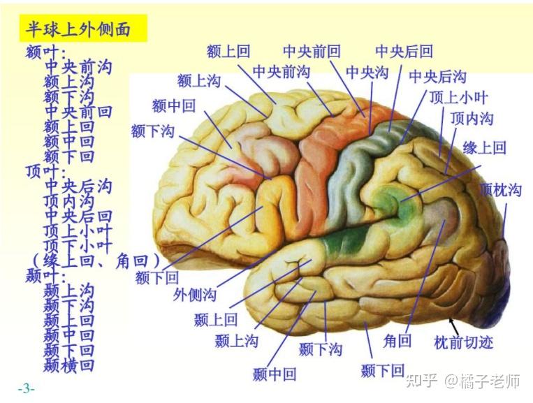 脑干腹面观图片