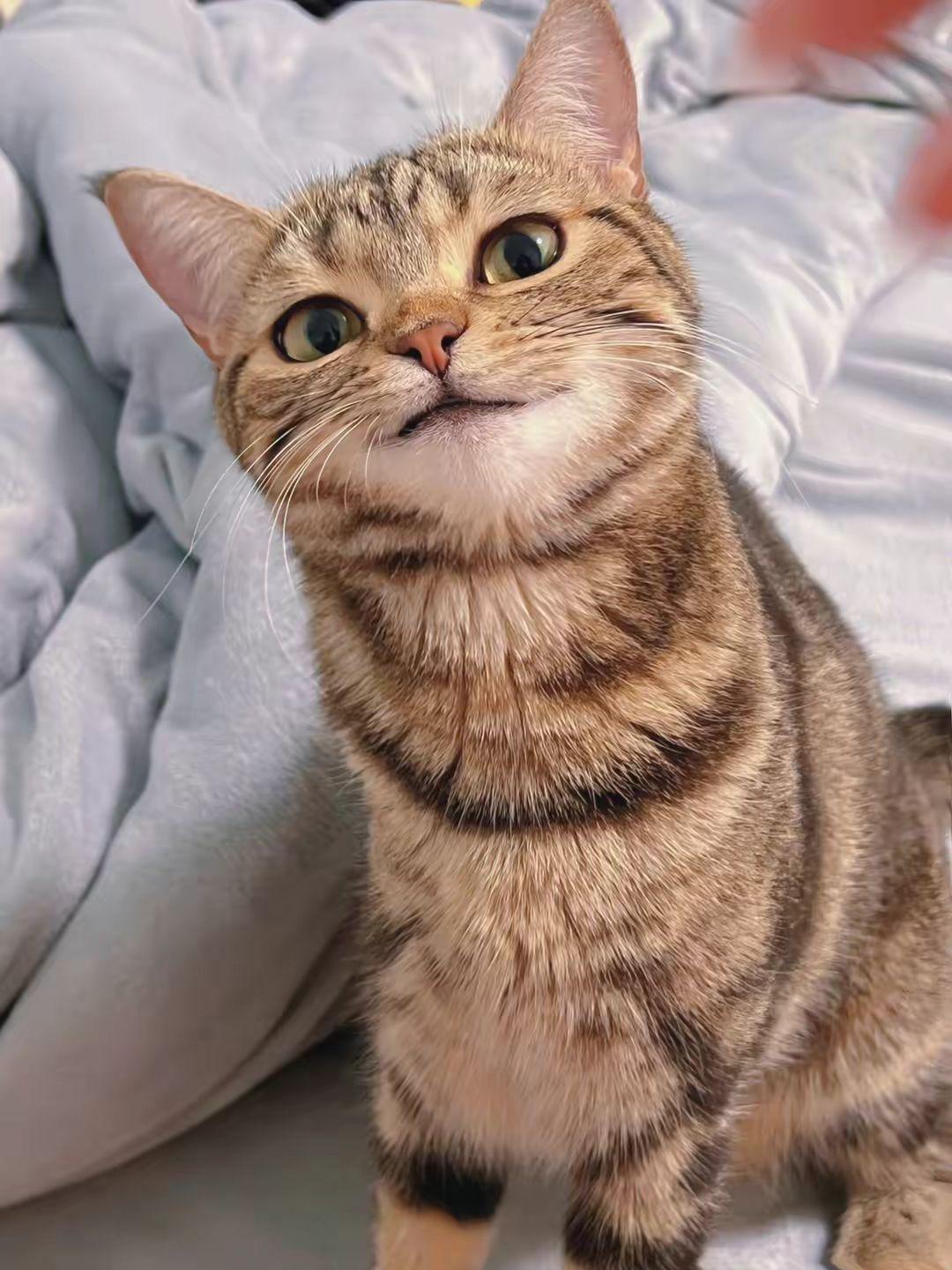 有没有看上去酷酷的男生猫头像