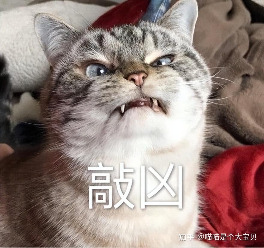 报恩的猫图片