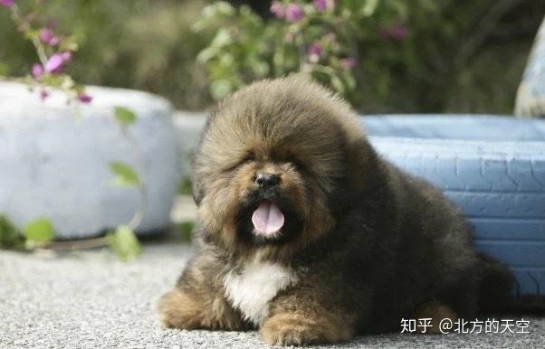 西藏袖犬真实的存在还是神秘的传说