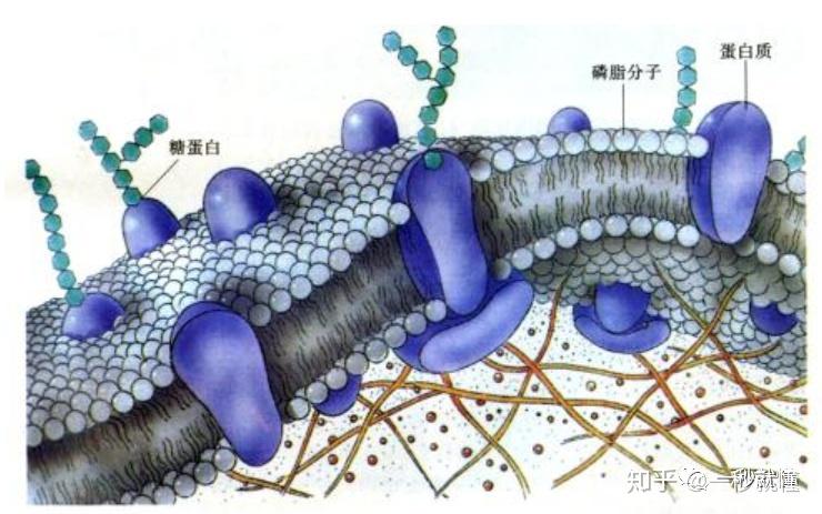 细胞膜是什么?