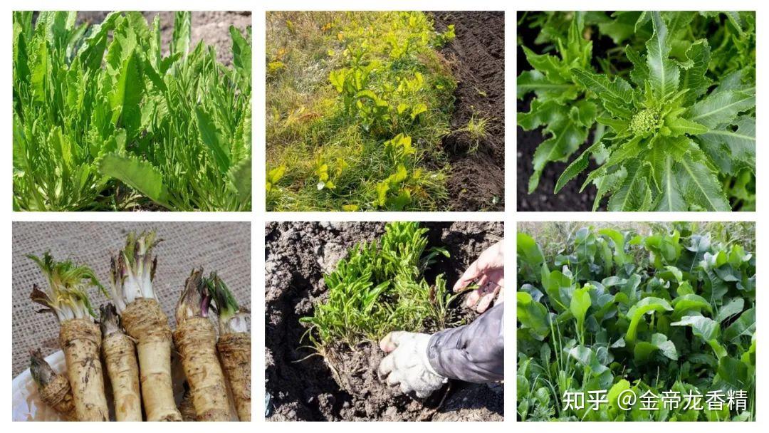香精与香料(149)—辣根 - 知乎