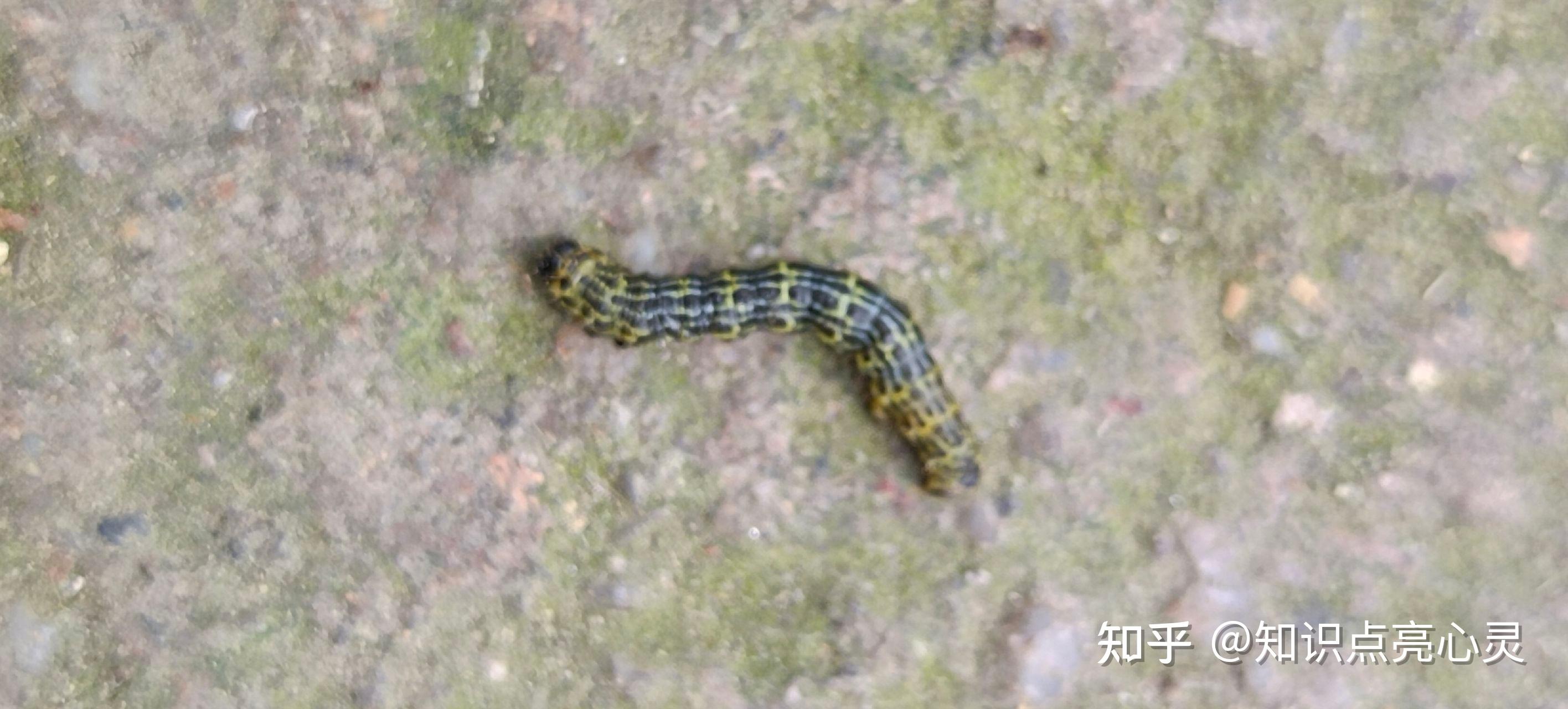 1001 黄杨绢野螟 绿化害虫 暴雨过后猛增