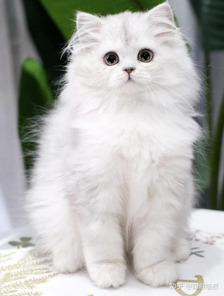 金吉拉猫咪多少钱？ - 知乎