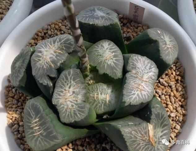 多肉植物图鉴之百合科十二卷属万象