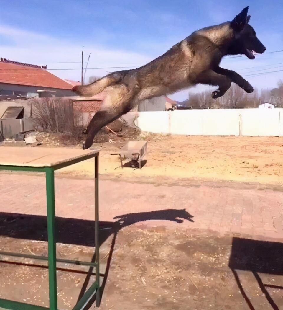 马犬很显著的一个特征就是它的弹跳力很强,甚至可以一跃而过3米高的