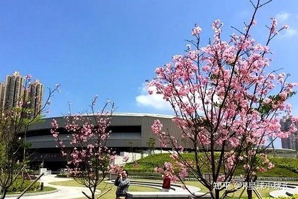 最新丨21香港赏花指南 美到犯规 知乎