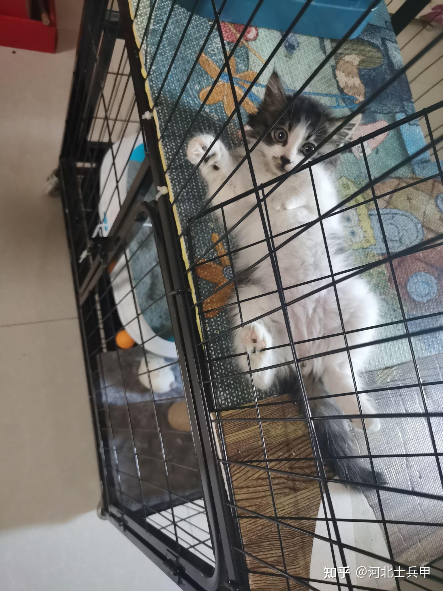 高架桥上抓了一只小猫养了一个星期了哪位能看看它多大了么