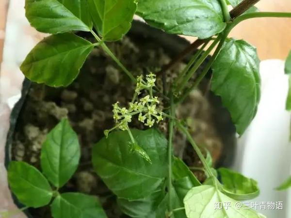 三叶青为何为“植物抗生素”——三叶青物语带你走进神奇的三叶青 - 知乎