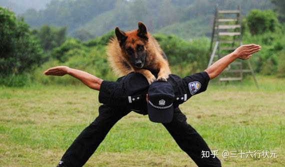 在许多新闻中我们都会看见当训练员退役后,警犬都会对带犬人员表现出