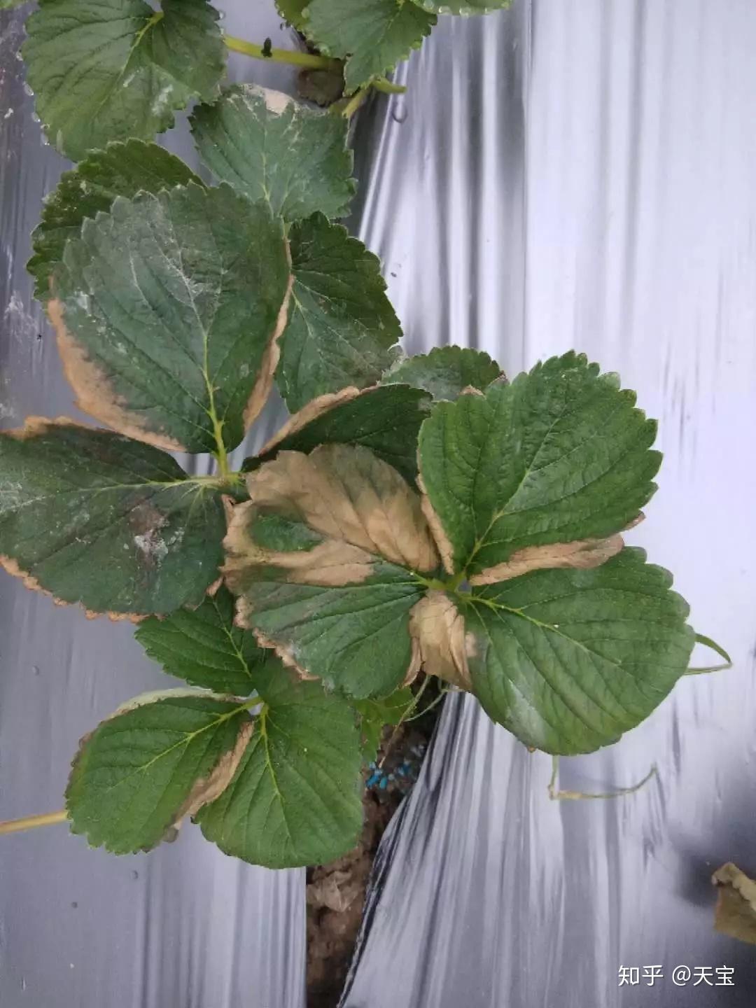 草莓啥时候铺地膜?有哪些注意事项? - 知乎