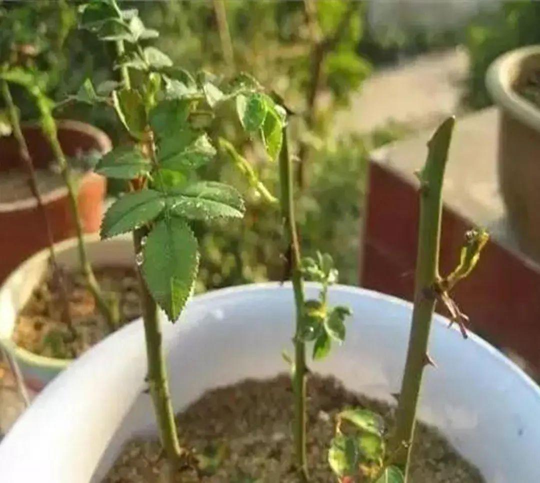 植物扦插,看这! - 知乎