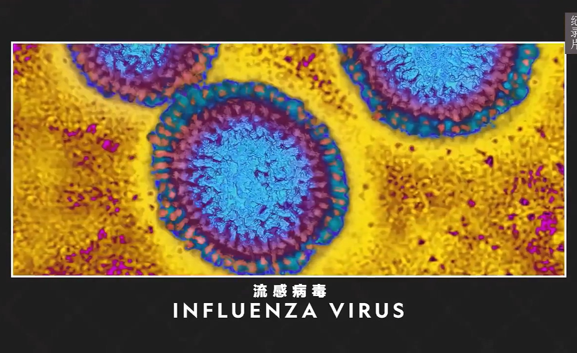 人类为什么战胜不了流感病毒?