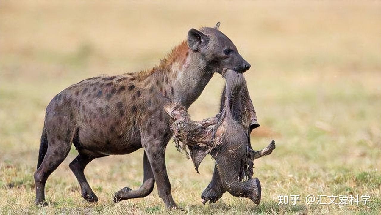 斑鬣狗的獨特特性為何它們動也不動