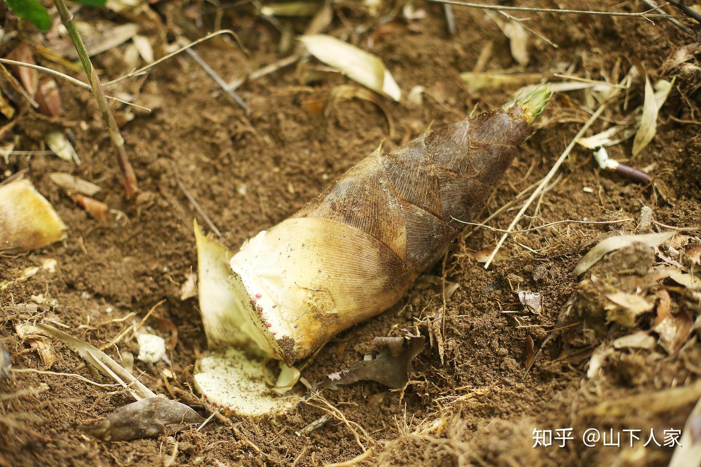 竹笋到底有哪些？如何区分？ - 知乎