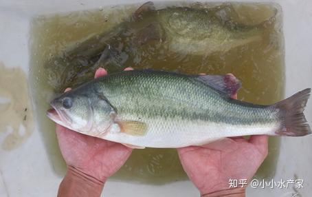 加州鲈鱼出现大量寄生虫 急坏渔民 怎么解决 知乎