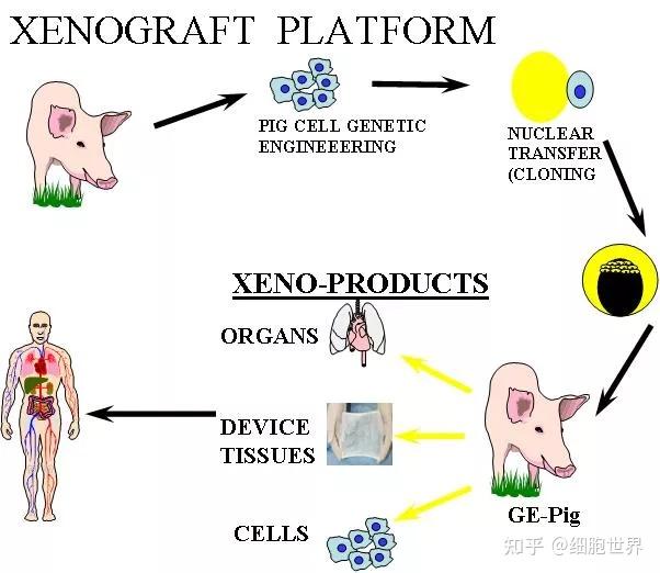 世界首例猪肾移植到人体，暂未发现排斥反应！异种移植成真了？ 知乎