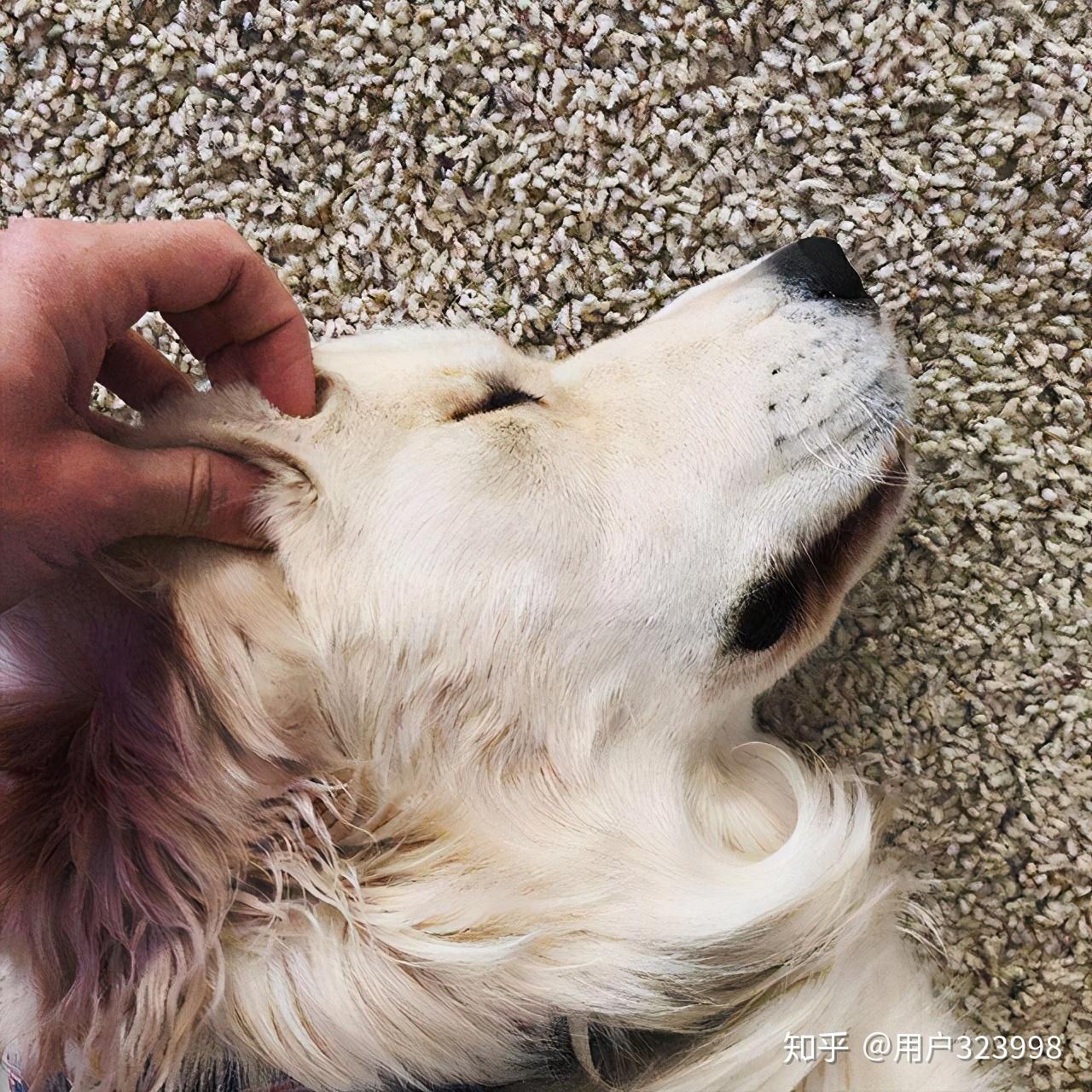听说每只狗狗都会喜欢被"摸狗头"!你知道意味着什么吗?