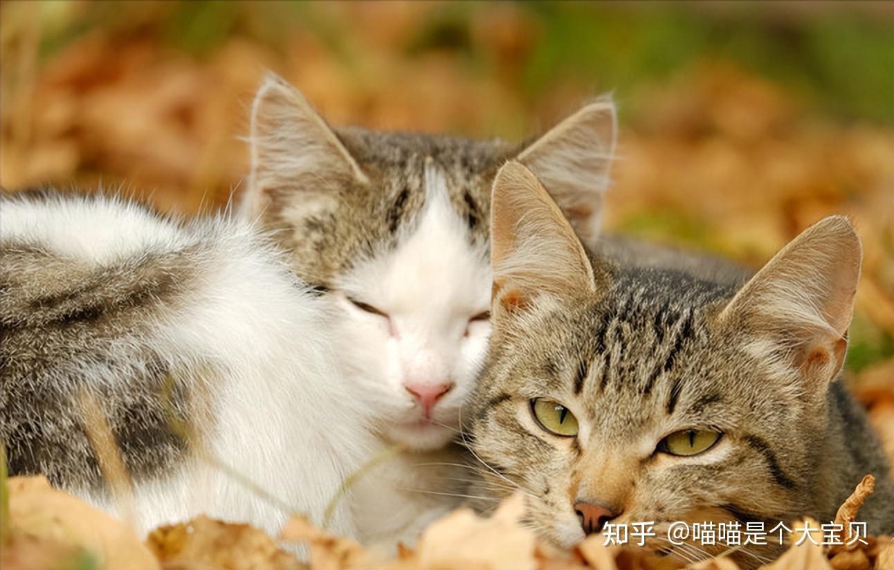 关于猫咪的“性”的冷知识,很少人会知道 - 知乎