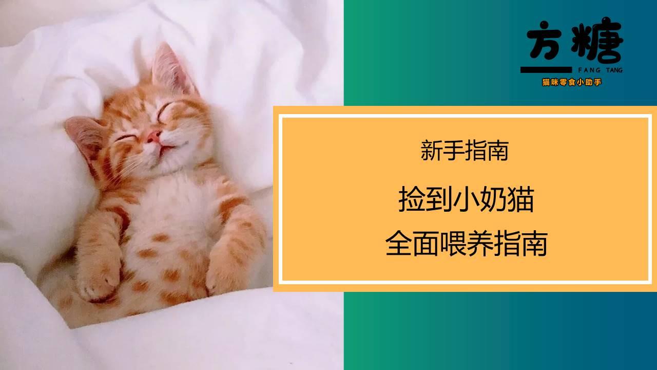 新手指南丨路边捡到小奶猫该怎么养 知乎