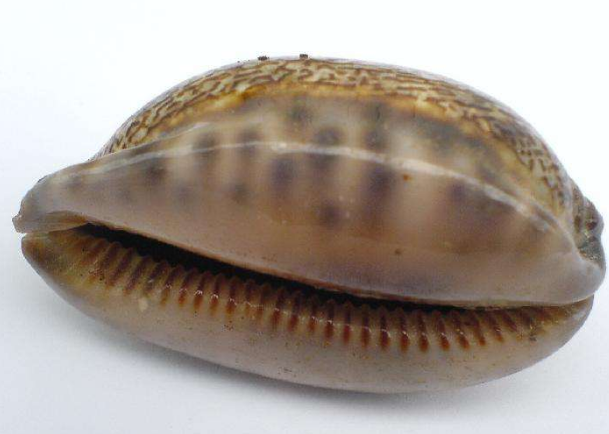 偏旁部首与英文词根学习之6车贝与circum