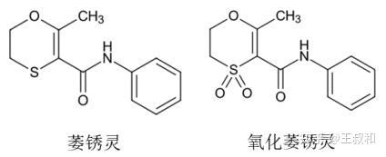 具有商业化前景的琥珀酸脱氢酶抑制剂（SDHI）类杀菌剂，王叔和一文说清楚 - 知乎