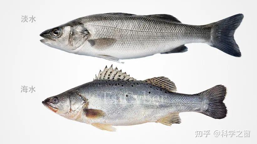 咸水鱼和淡水鱼是如何在大洪水期间存活