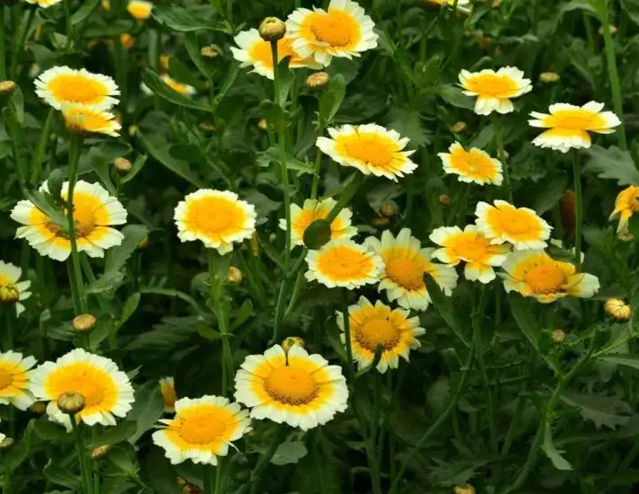 静看花开茼蒿盛开的茼蒿花宛如一颗颗小型向日葵