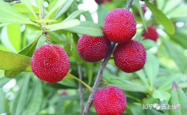 杨梅界的百科全书，你看了就懂 - 知乎