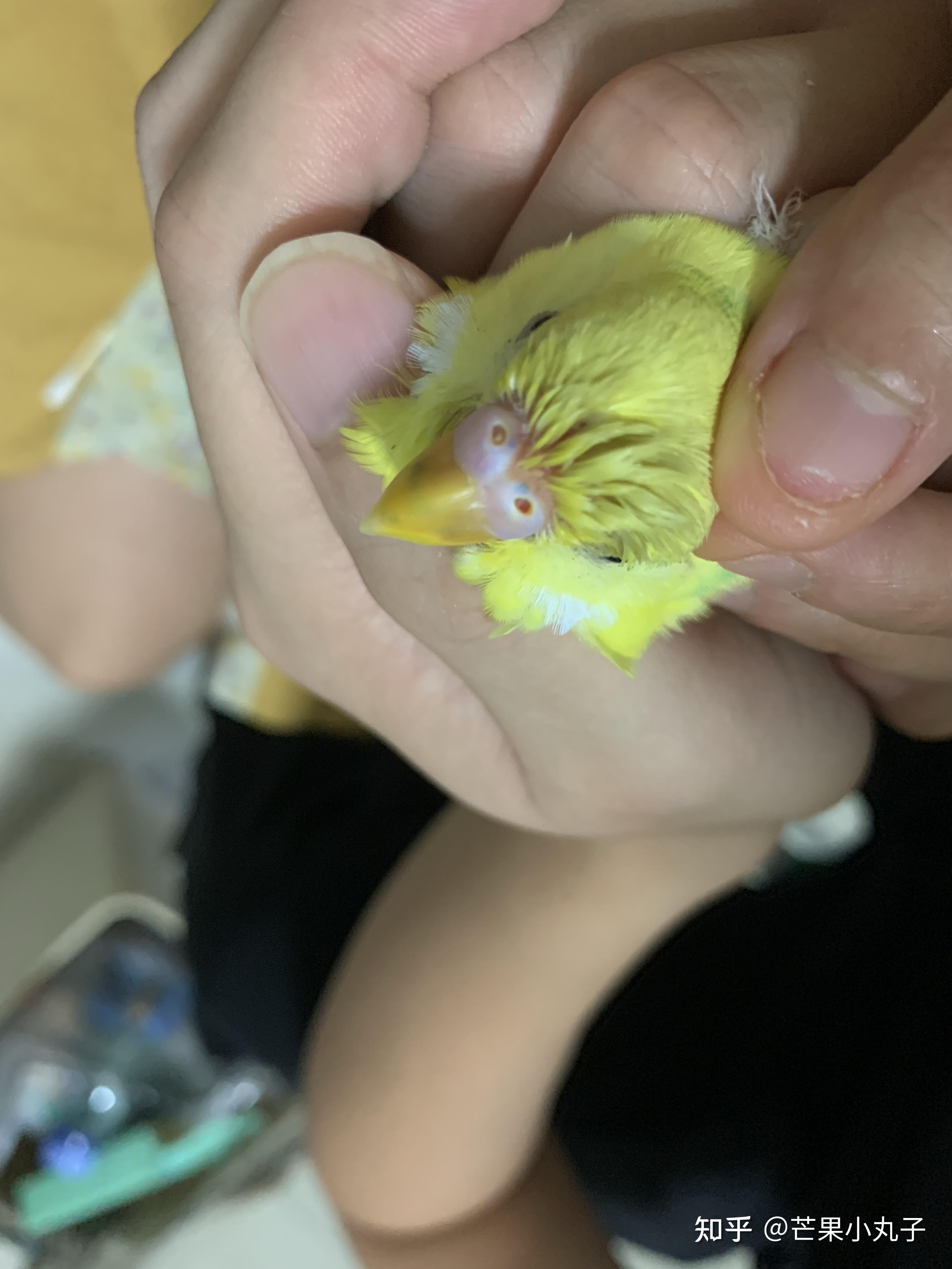 虎皮鹦鹉老是流鼻水怎么办