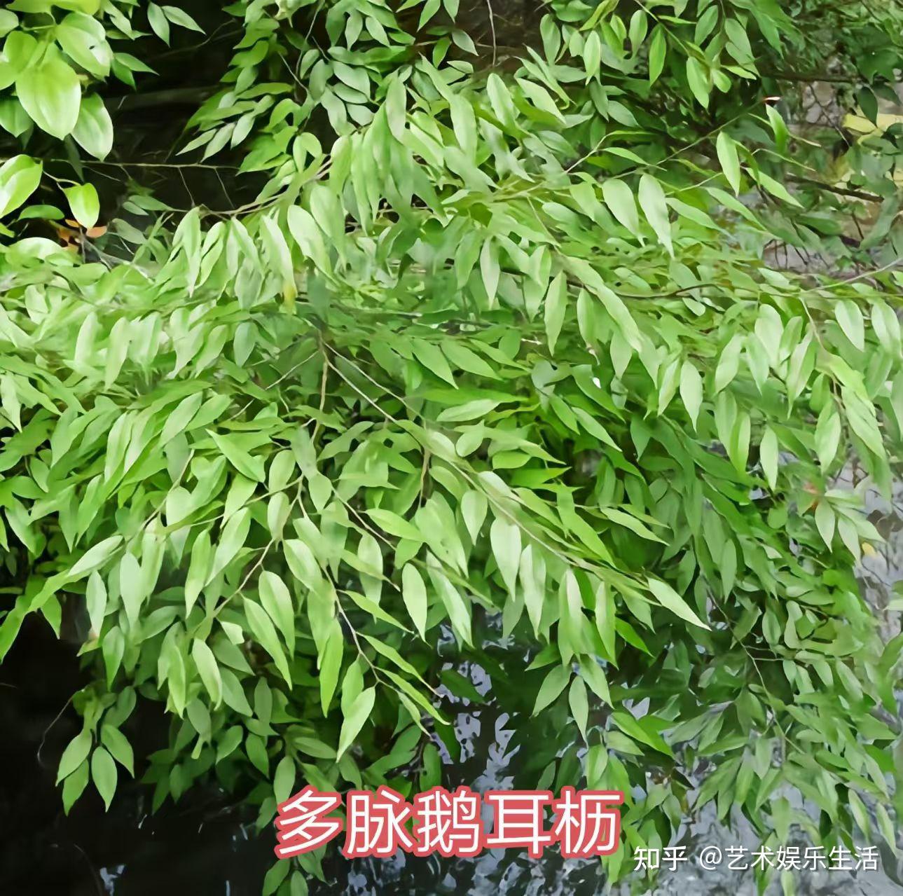 桦木科植物有哪些 - 知乎