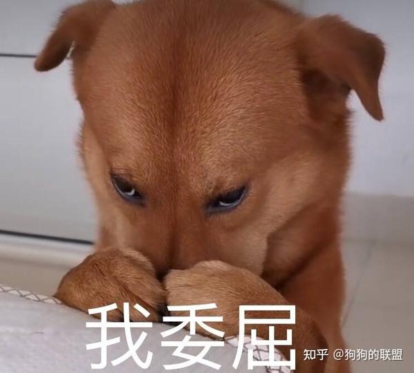 狗狗“心虚”时的7个表现,是怂货没错了 - 知乎