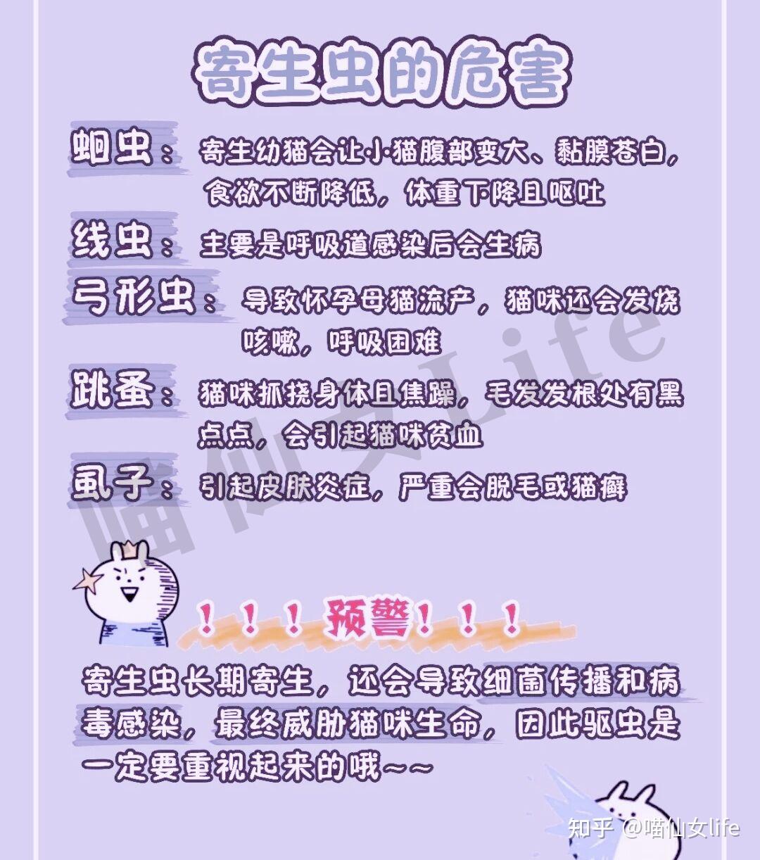 如何给猫咪做驱虫猫咪驱虫最安全方案