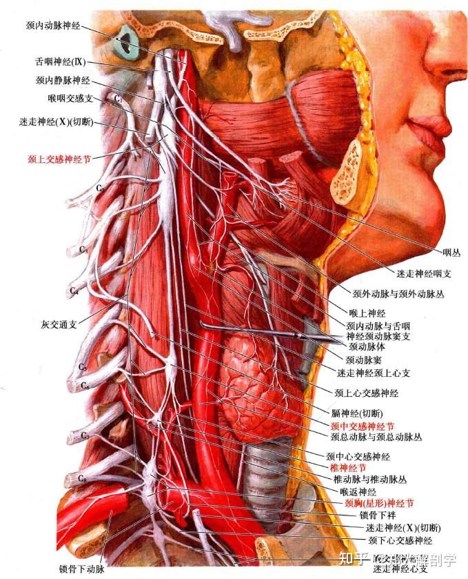 颈2背根神经节图片