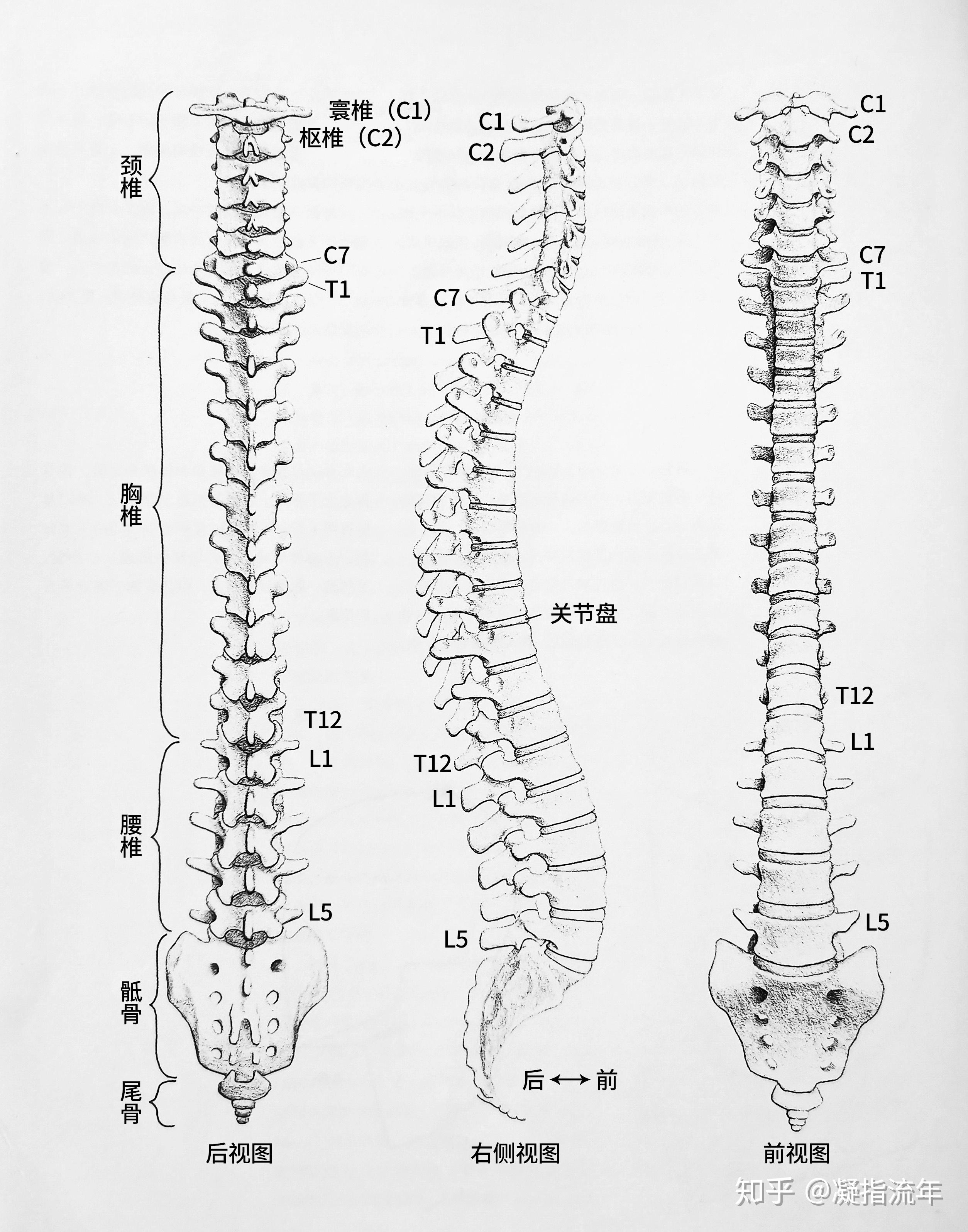 系统解剖学 | 神经系统 | 椎骨、脊神经、脊髓节段的关系 - 知乎