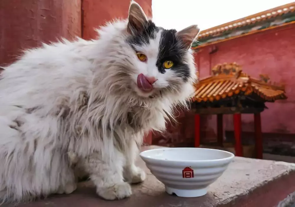 故宫再现神猫这次它和邓伦搭戏