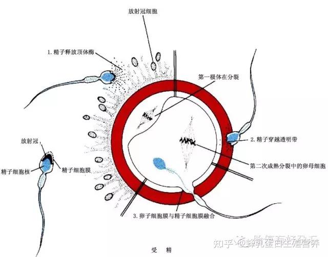 精巢结构图片