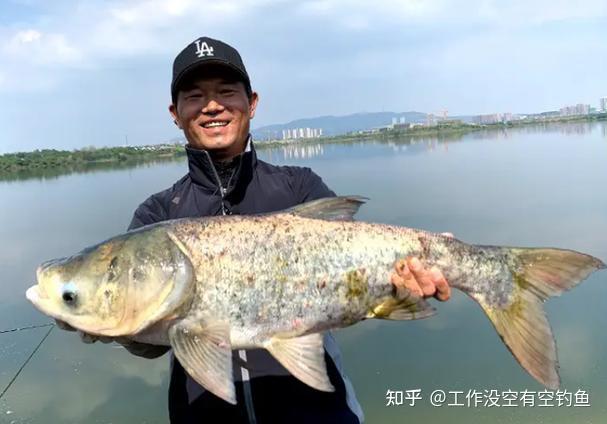 怎么钓鲢鳙?钓鲢鳙的秘籍:从新手到高手的进阶之路 - 知乎