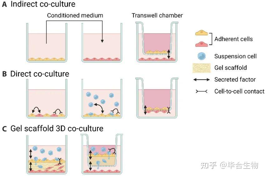 细胞共培养超全攻略:方法、步骤、注意事项全在这啦!🧬 - 知乎