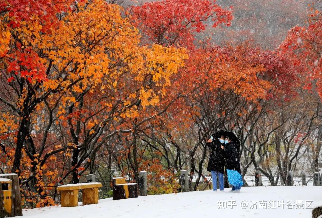 济南红叶谷冬天图片