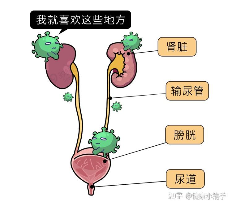 男女的3个不当行为可能让尿道承受不起别不把感染当回事