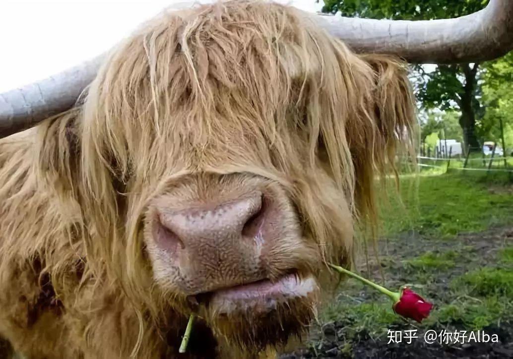 看到它脏脏的外形和放荡不羁的发型,一定以为是动画师在牛的技术上加