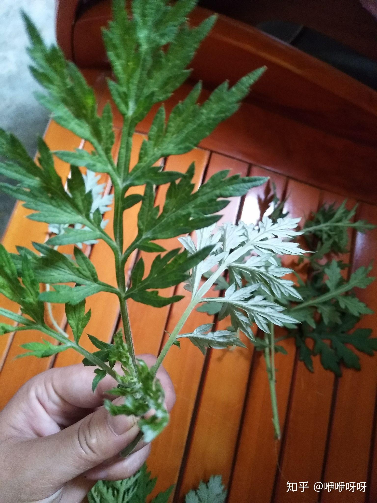 如何分辨艾草或者艾叶
